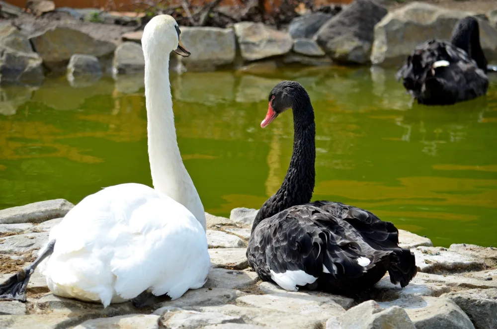 Kachny ve vyškovském ZOO Parku se dočkaly nových jezírek