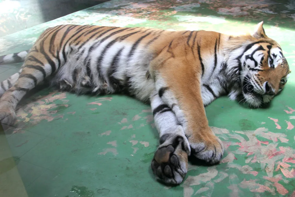 Zvířatům v zoo na jižní Moravě je vedro. Pomáhá mražené krmení a sprchy