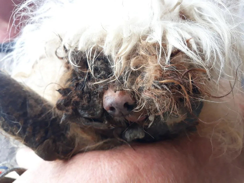 Veterináři hlásí otřesný případ z Blanska. Utýraného psa museli utratit