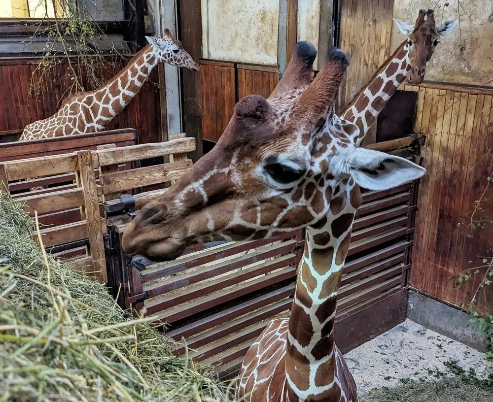 Zoo Brno přivítala nového žirafího samce. Na Khariho čekali dva roky