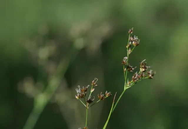 Botanici v Podyjí našli vzácnou rostlinu.