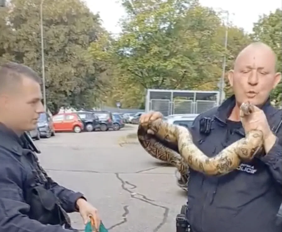 Po Brně se plazil hroznýš. Do pytle s tebou, rozhodli strážníci