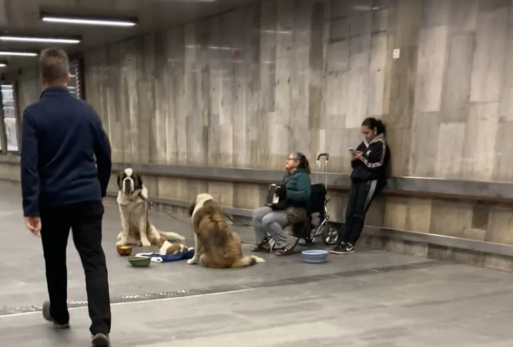 V Brně se opět poflakují Rumuni s bernardýni. Vyhnat se je nedá, protože jsou muzikanti