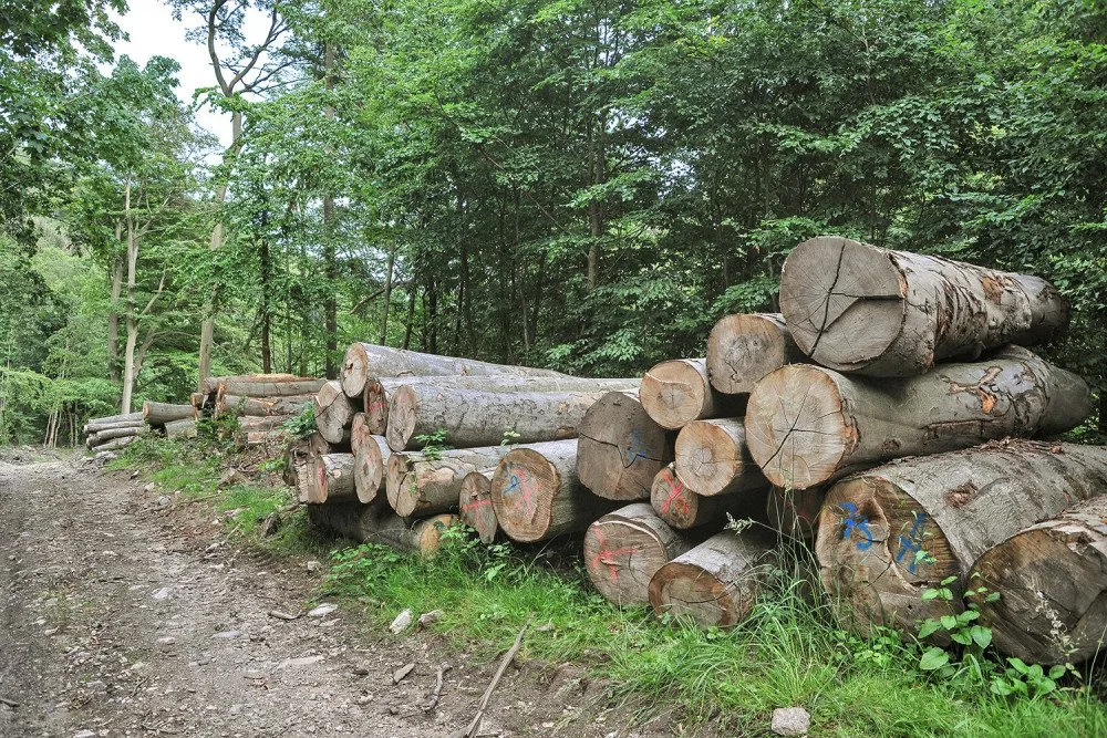 Pokácené stromy v Mariánském Údolí v Krušných horách.