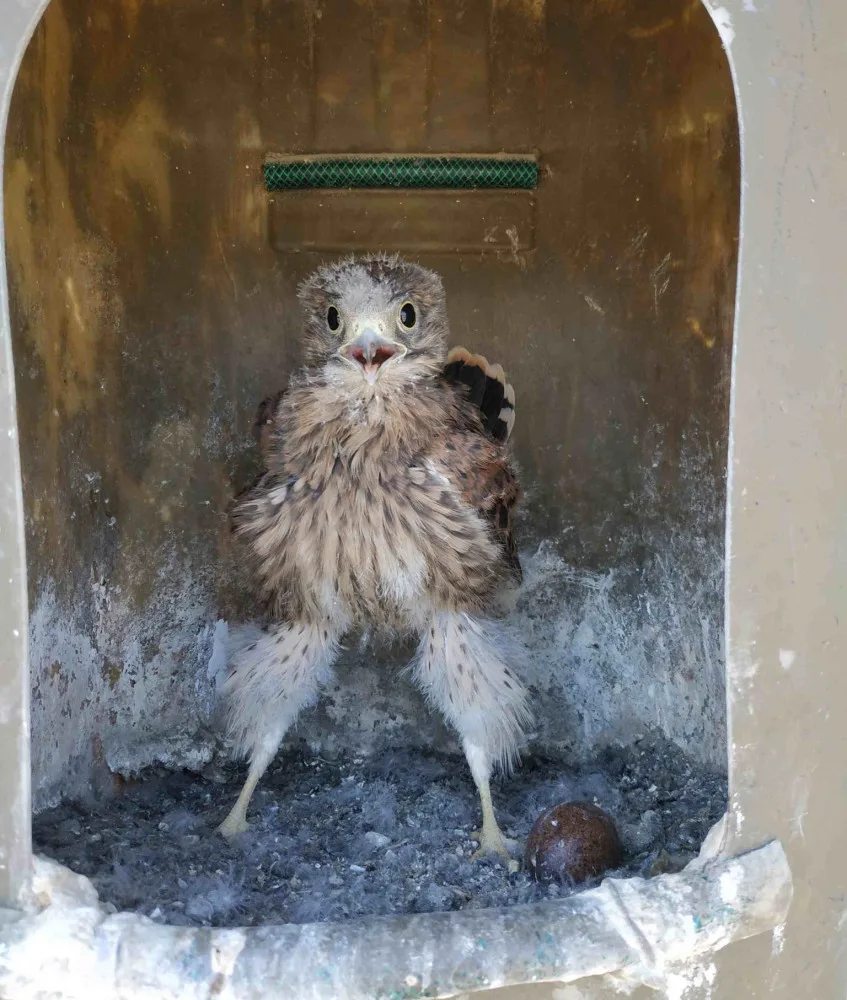 Dravci na jižní Moravě udělali radost zemědělcům. Do boje s hraboši přibylo dvě stě ptáků