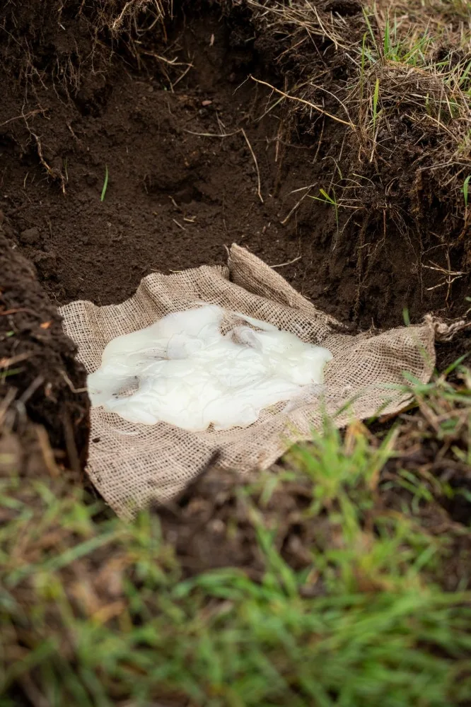 Silničáři na jižní Moravě vysazují stromy do gelu ze syrovátky, aby je udrželi v kondici