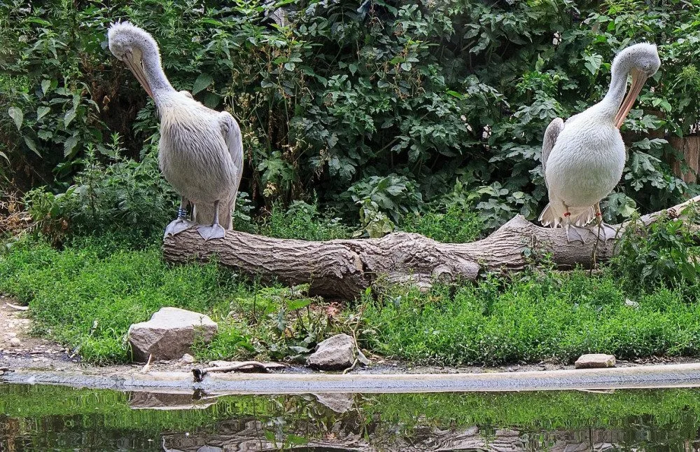 Zoo v Brně chce pelikány. Ptáci nahradí lachtany