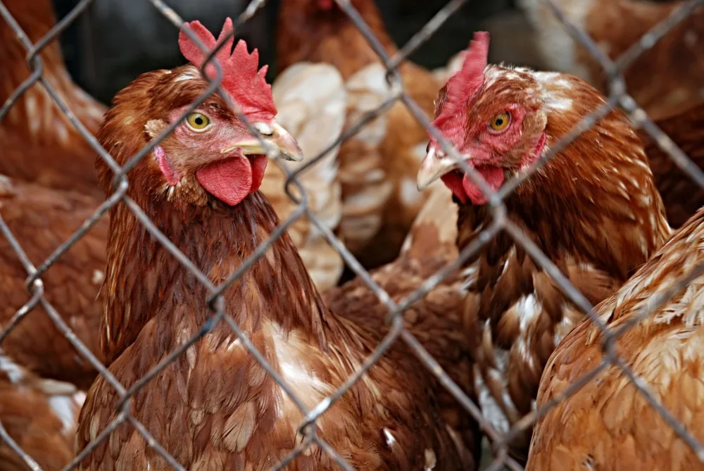 Na jižní Moravě podezřele umíraly slepice. Veterináři u Vyškova odhalili ptačí chřipku