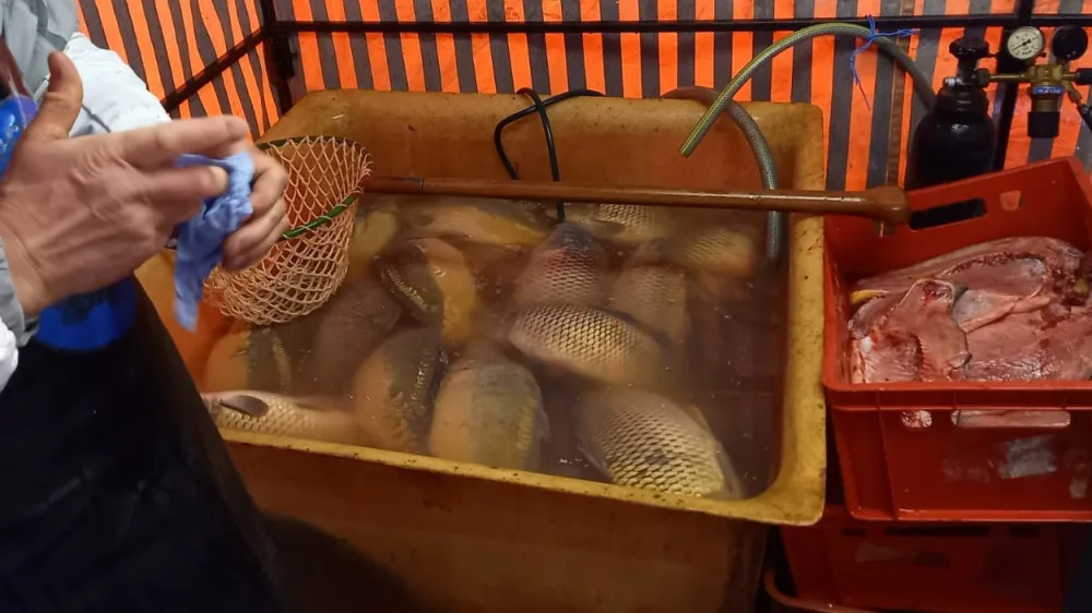Káď s uhynulými kapry při zahájení kontroly. Vypnuté vzduchování.