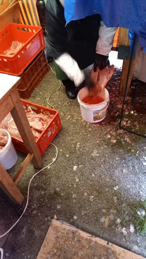 Nehygienické omývání filetu a uložení v nádobách na zemi.