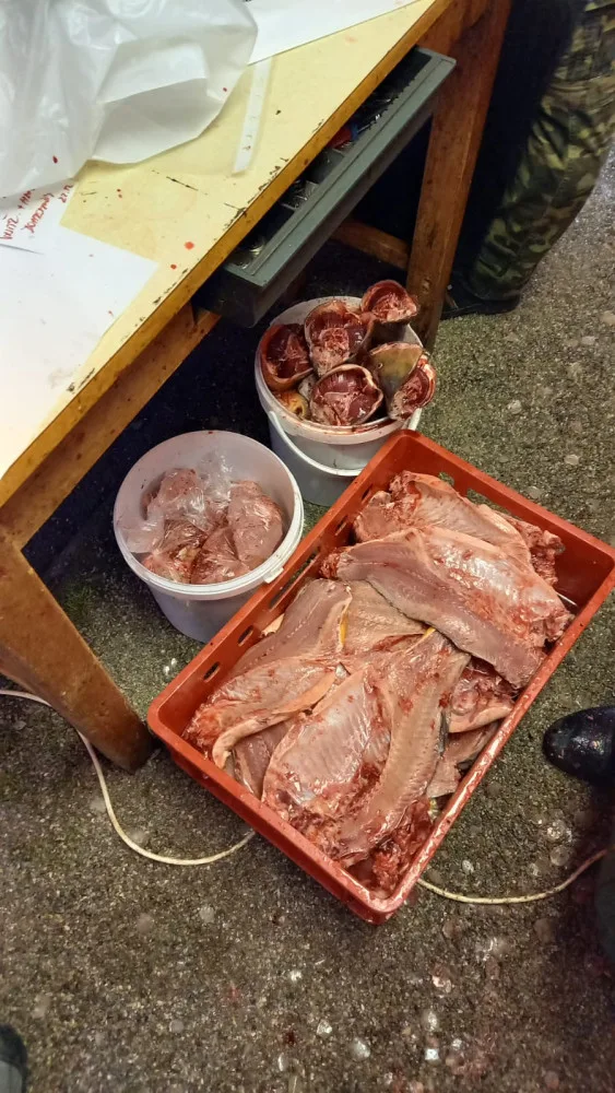 Uložení filetů, hlav a vnitřností na prodej v nádobách na zemi.