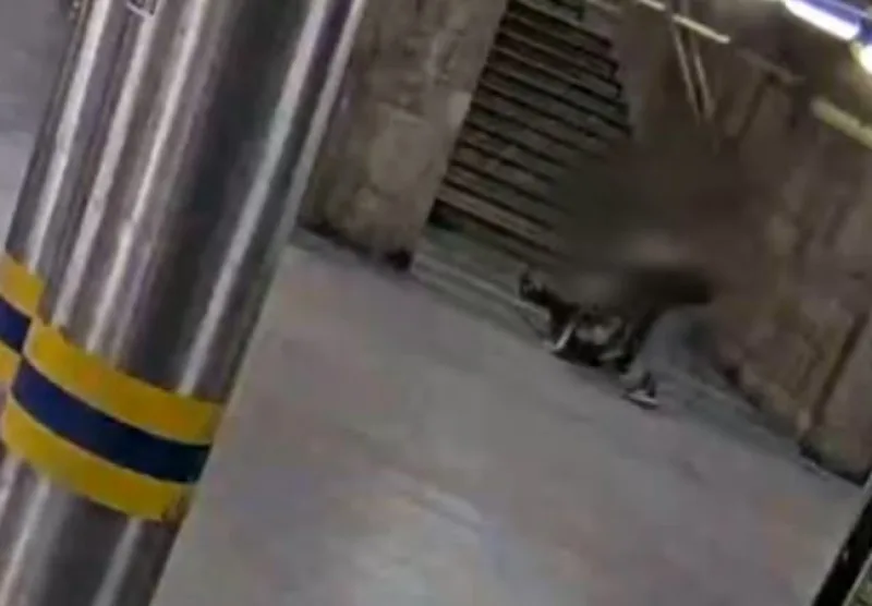 VIDEO: Mladík v Brně omotal ženě šálu kolem krku. Vláčel ji a mlátil s ní o zem