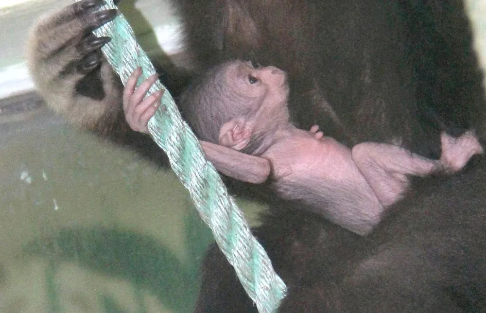 V hodonínské zoo se narodilo roztomilé mládě gibona. Matka si ho pečlivě hlídá