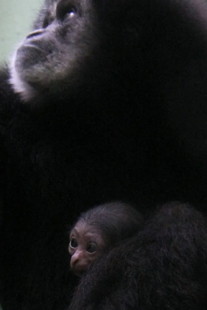 V hodonínské zoo se narodilo roztomilé mládě gibona. Matka si ho pečlivě hlídá