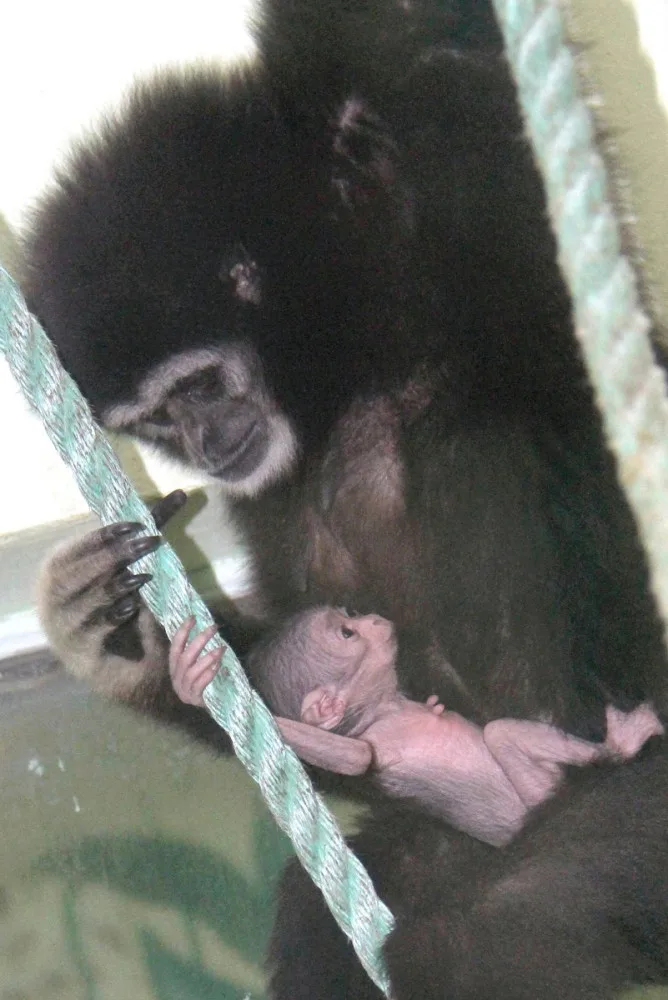 V hodonínské zoo se narodilo roztomilé mládě gibona. Matka si ho pečlivě hlídá
