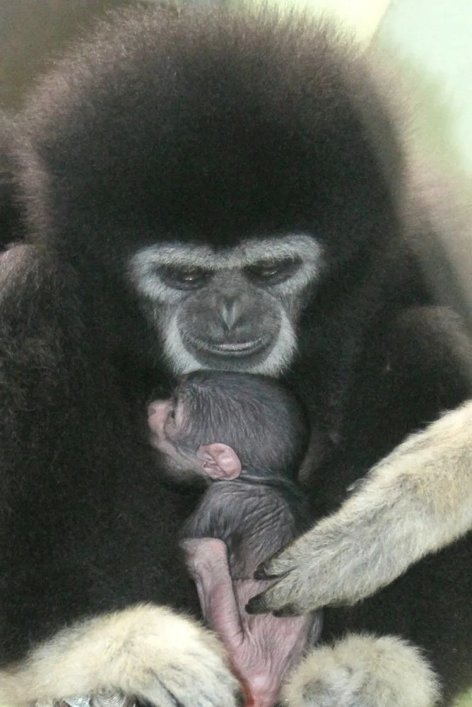 V hodonínské zoo se narodilo roztomilé mládě gibona. Matka si ho pečlivě hlídá