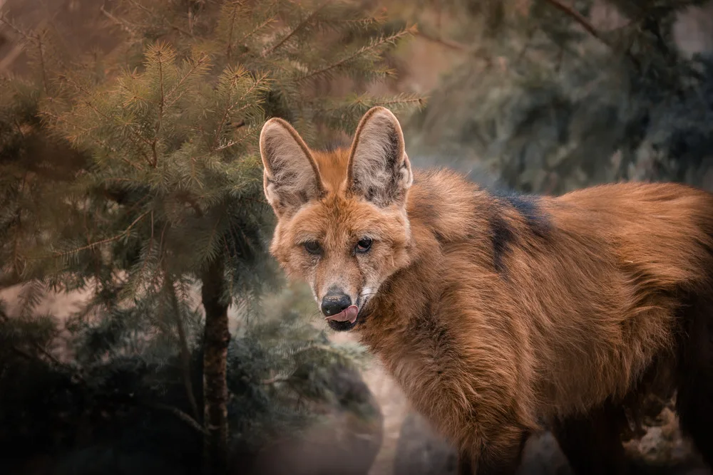 Brněnská zoo přivítala rezavá vlčí trojčata. Fena to zvládá skvěle, radují se chovatelé