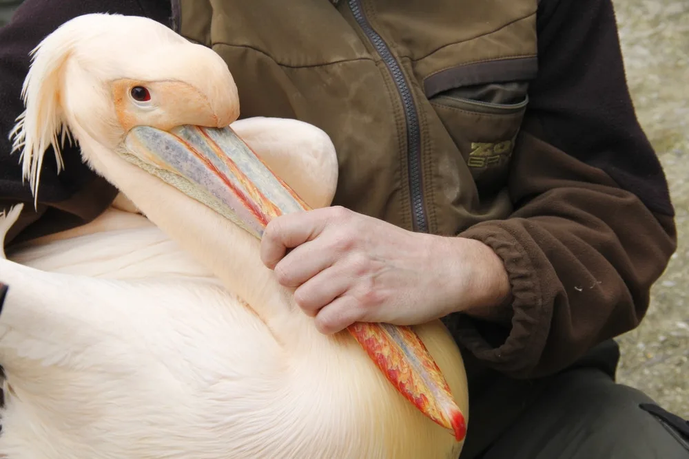 Brněnská zoo se dočasně ujala pelikánů z Hluboké. Opeřenci se na jižní Moravu vrátili po třiceti letech