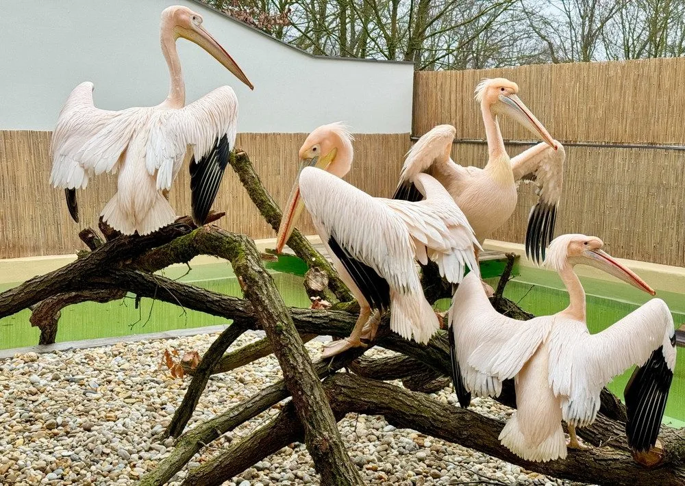 Brněnská zoo se dočasně ujala pelikánů z Hluboké. Opeřenci se na jižní Moravu vrátili po třiceti letech