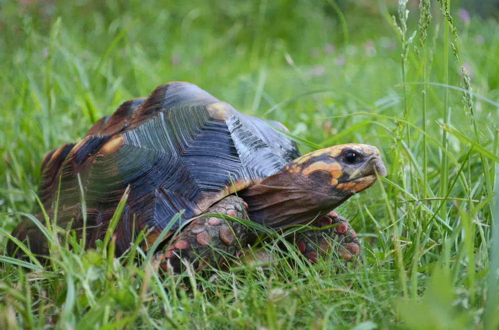 V hodonínské zoo se narodilo první mládě jihoamerické želvy. Brzy očekáváme sourozence, říkají chovatelé