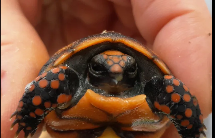V hodonínské zoo se narodilo první mládě jihoamerické želvy. Brzy očekáváme sourozence, říkají chovatelé