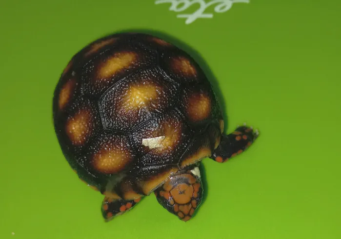 V hodonínské zoo se narodilo první mládě jihoamerické želvy. Brzy očekáváme sourozence, říkají chovatelé
