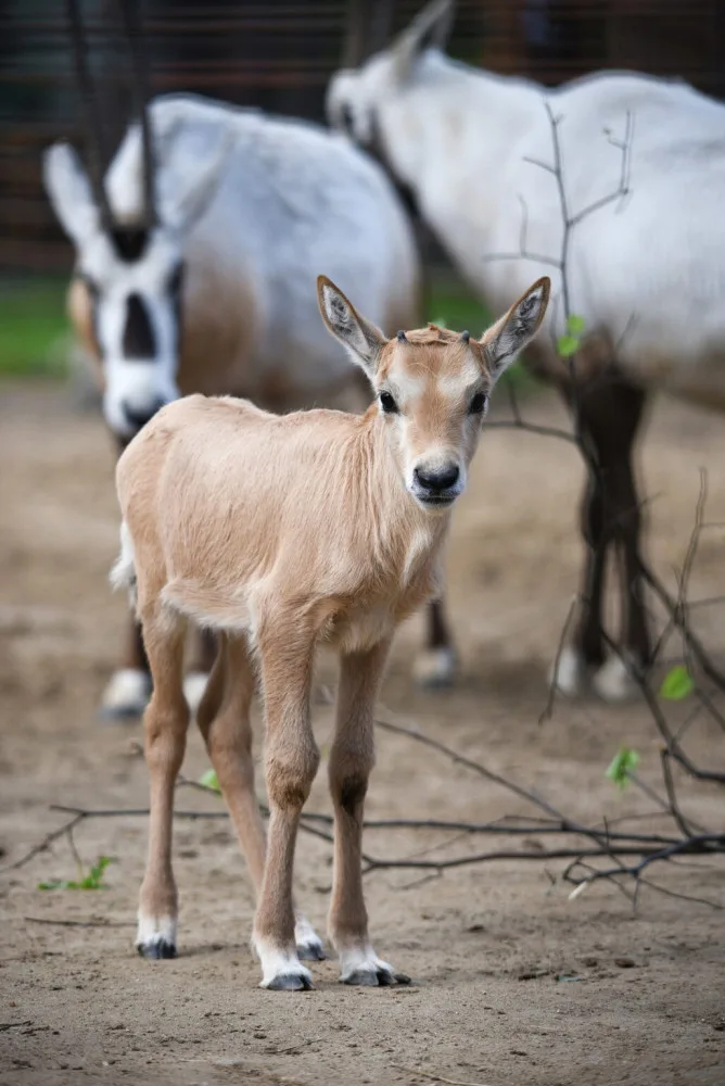 Unikátní chov z Hodonína poputuje do slunné Itálie. O přímorožce arabské požádala místní zoo