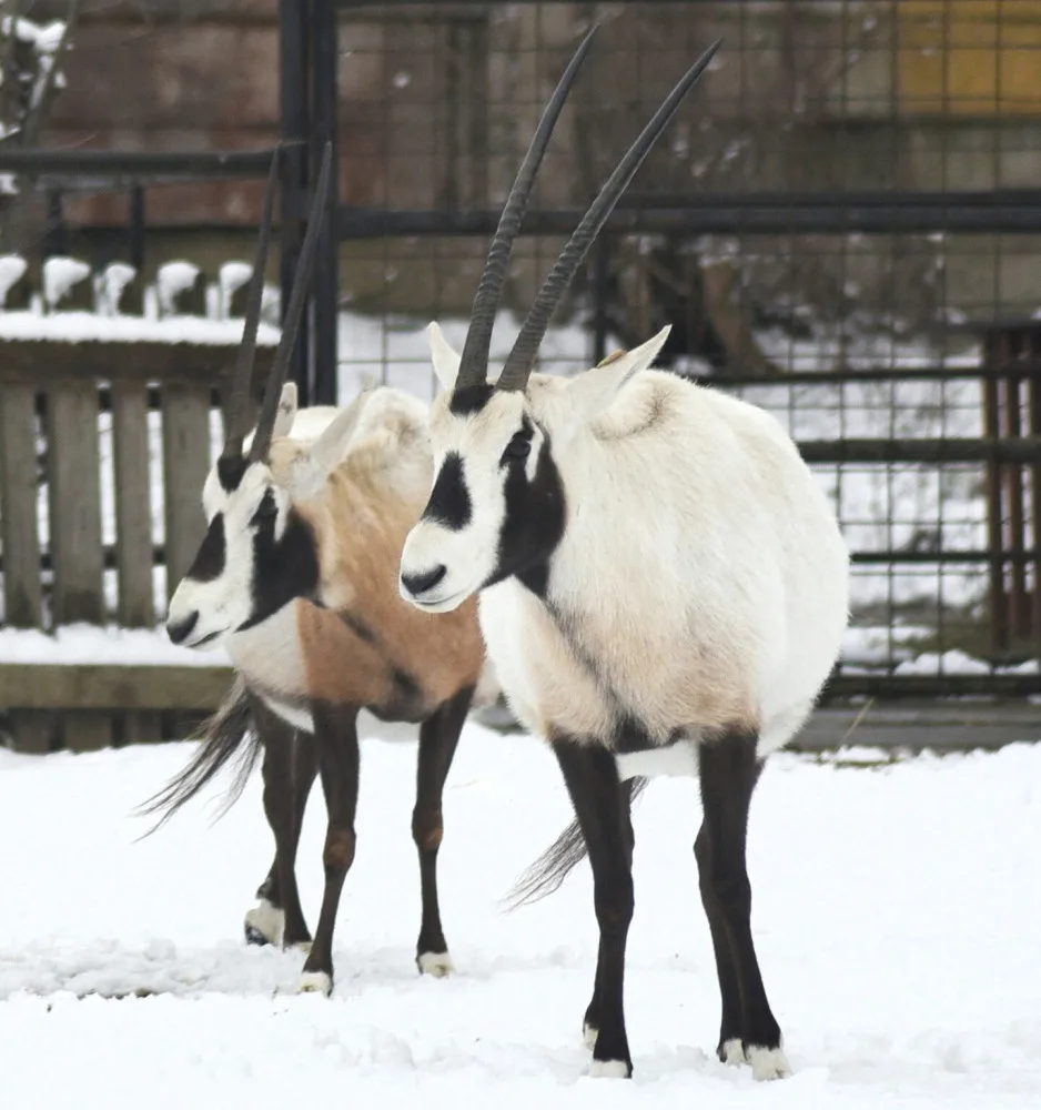 Unikátní chov z Hodonína poputuje do slunné Itálie. O přímorožce arabské požádala místní zoo