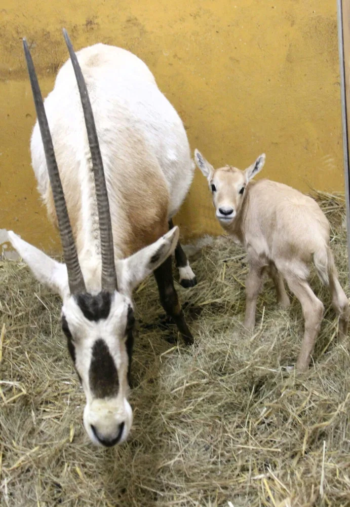 Unikátní chov z Hodonína poputuje do slunné Itálie. O přímorožce arabské požádala místní zoo