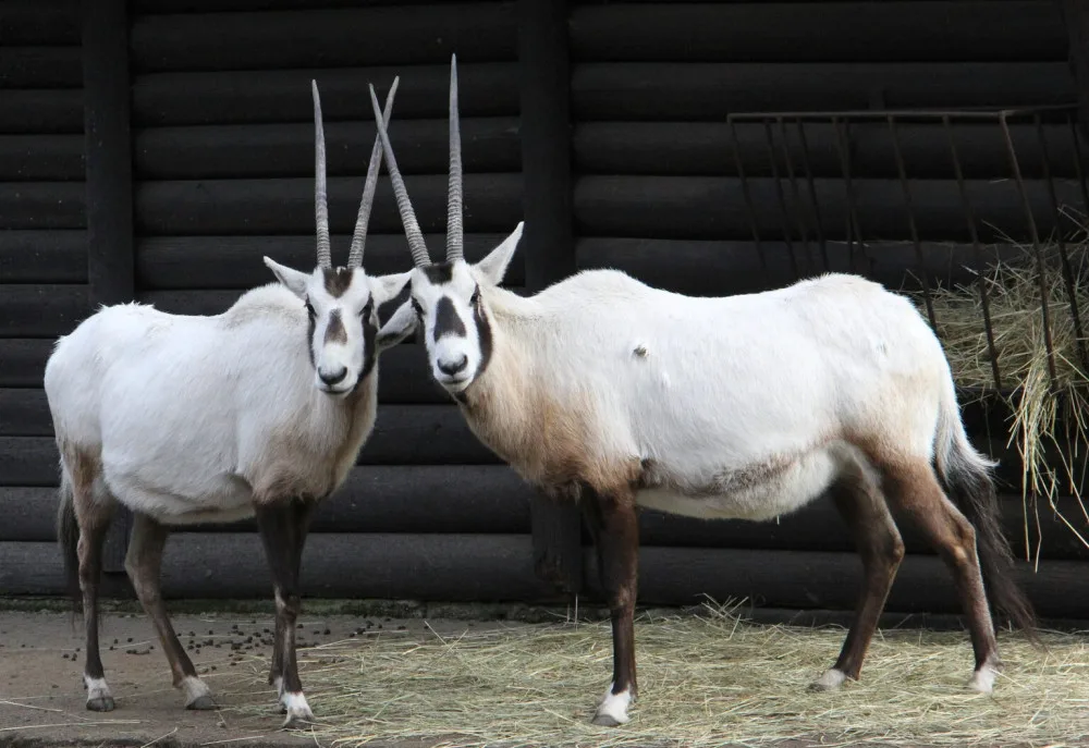 Unikátní chov z Hodonína poputuje do slunné Itálie. O přímorožce arabské požádala místní zoo