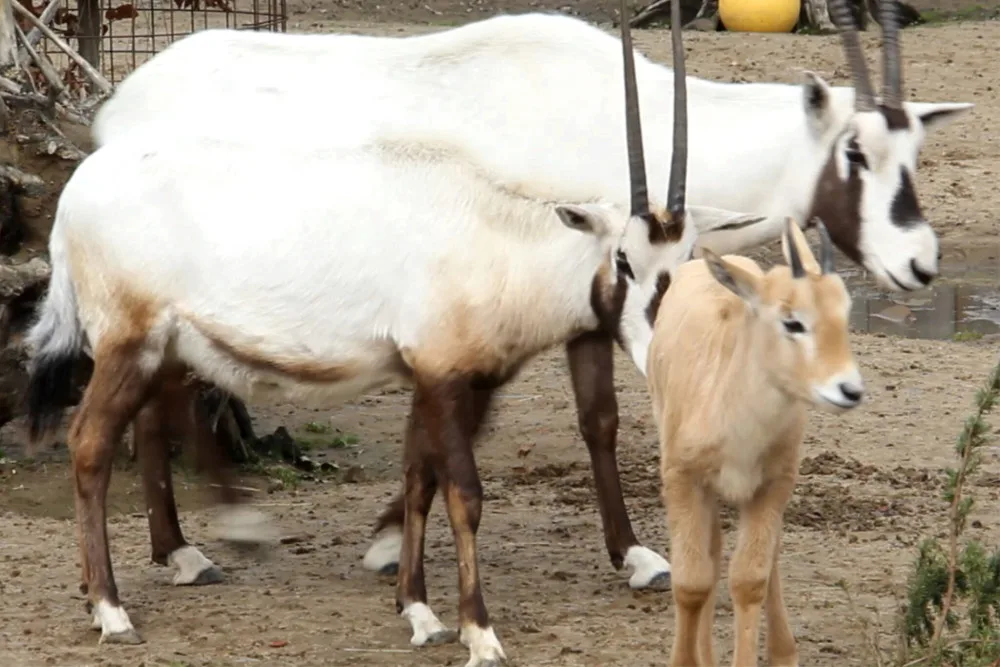 Unikátní chov z Hodonína poputuje do slunné Itálie. O přímorožce arabské požádala místní zoo