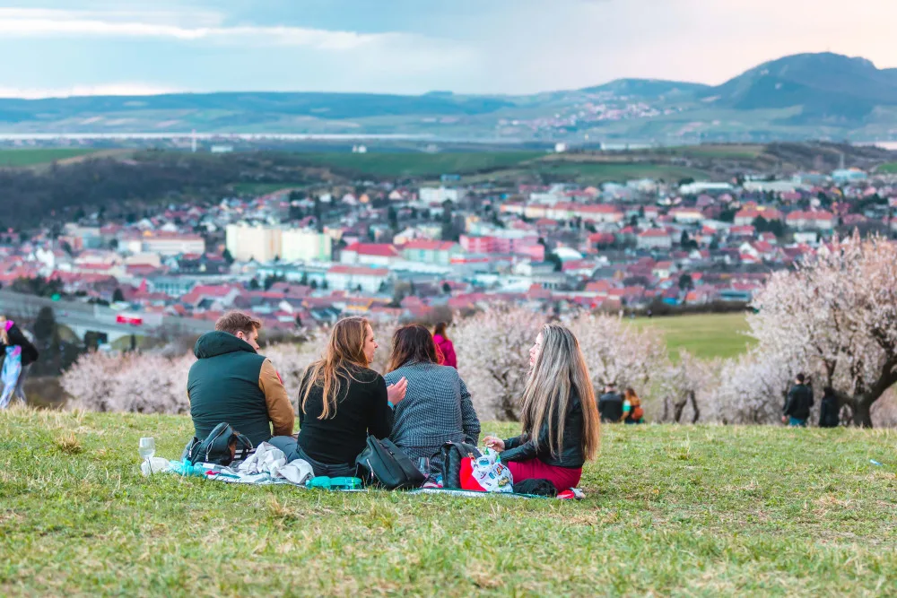 V Hustopečích na Břeclavsku kvetou mandloně. Nadšence do sadů lákají mandlové dobroty i místní vína