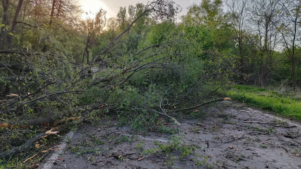 Na Hodonínsku praskl vzrostlý strom a hrozil jeho pád. Hasiči ho pomocí trhaviny odstřelili