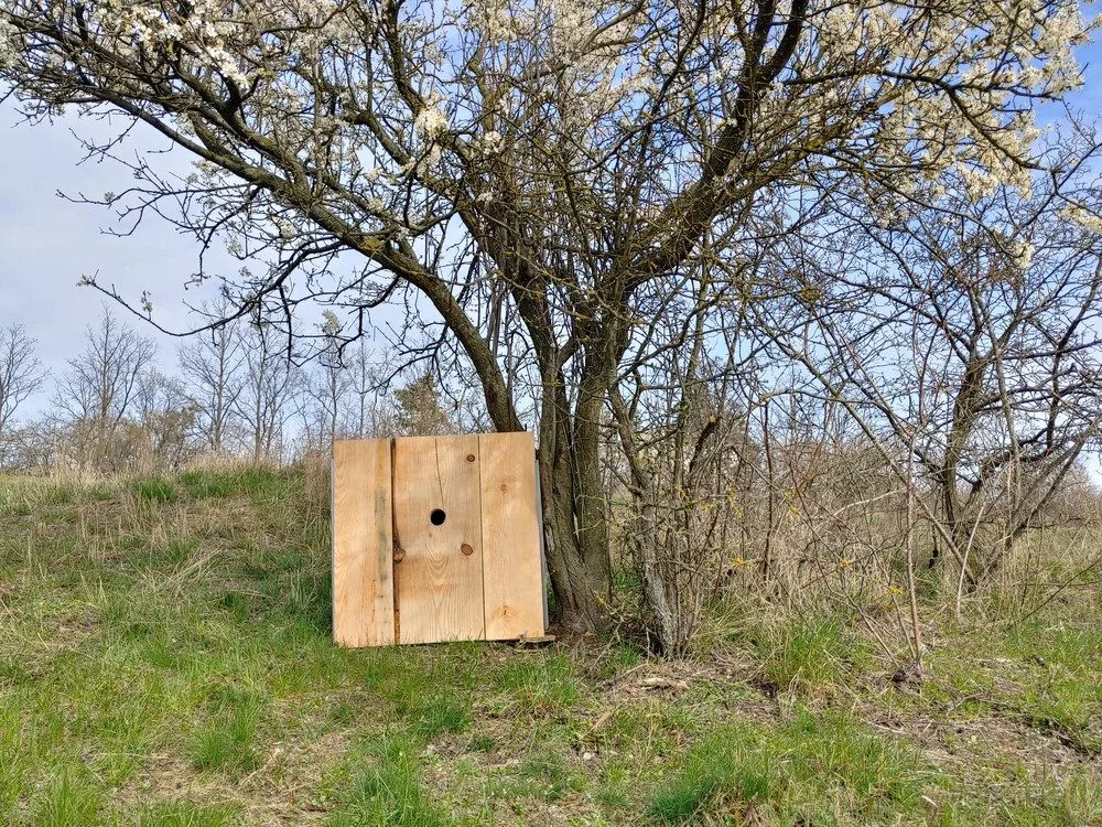Na Znojemsku přibylo šest speciálních ptačích budek pro dudky. Stavěly je děti ze zoo kroužků