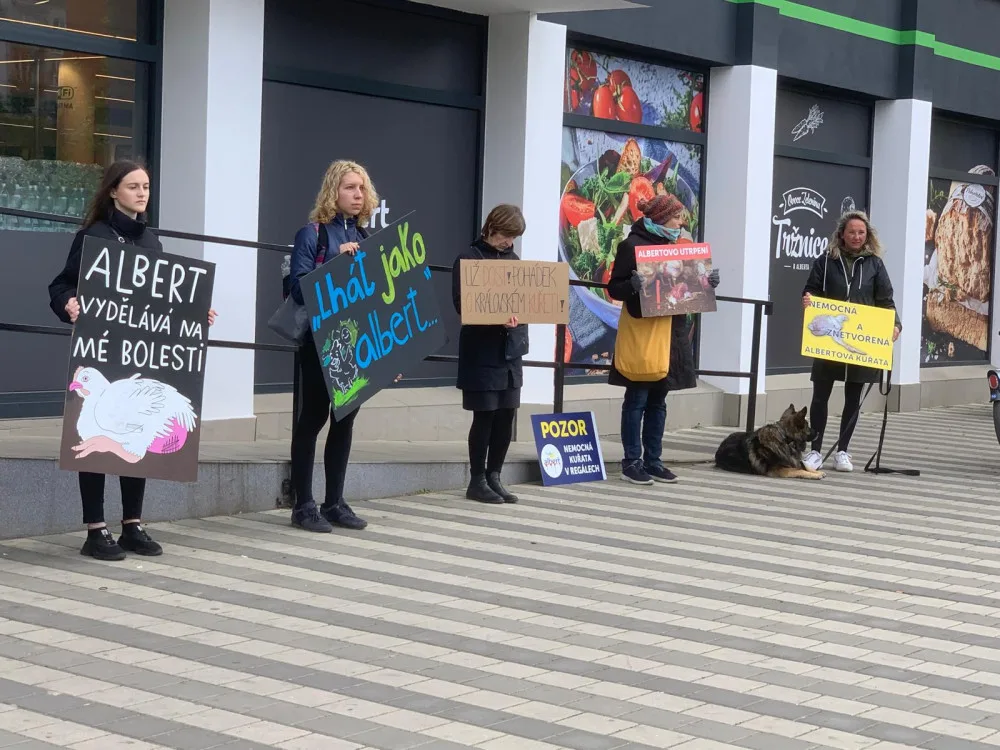 VIDEO: Aktivisté protestují před brněnským supermarketem. Chovejte kuřata v lepších podmínkách, požadují