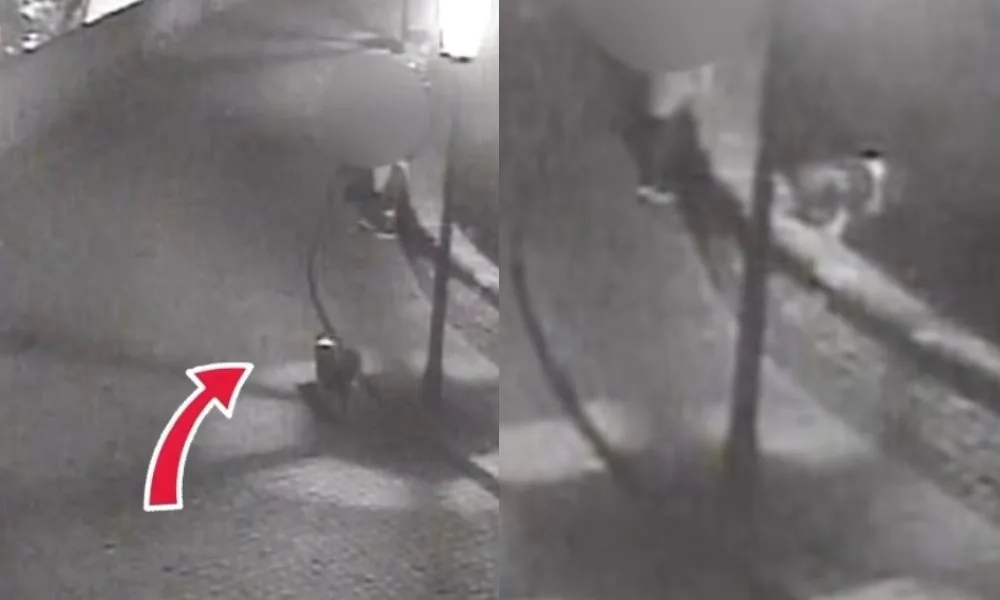 VIDEO: Pes přeskočil zídku na Špilberku a před zraky majitelů se zřítil z výšky na zem