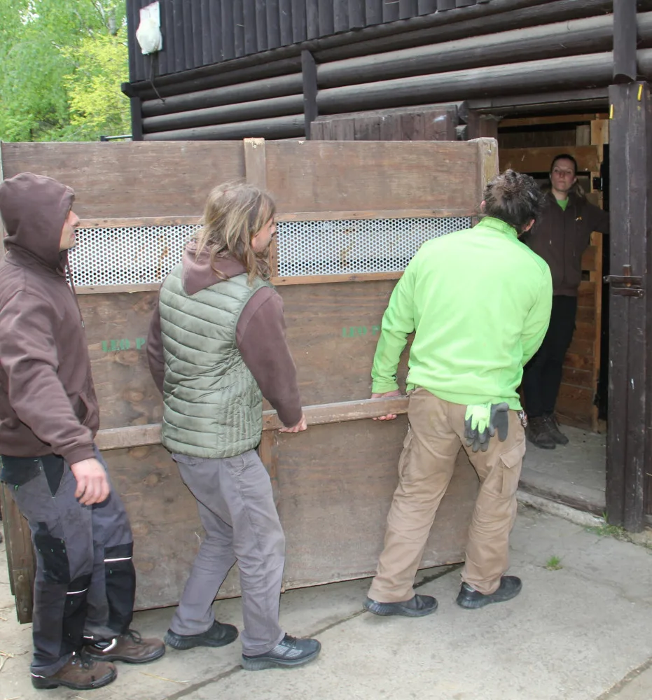 Vzácní přímorožci z Hodonína už jsou v Itálii. Převoz proběhl bez větších komplikací