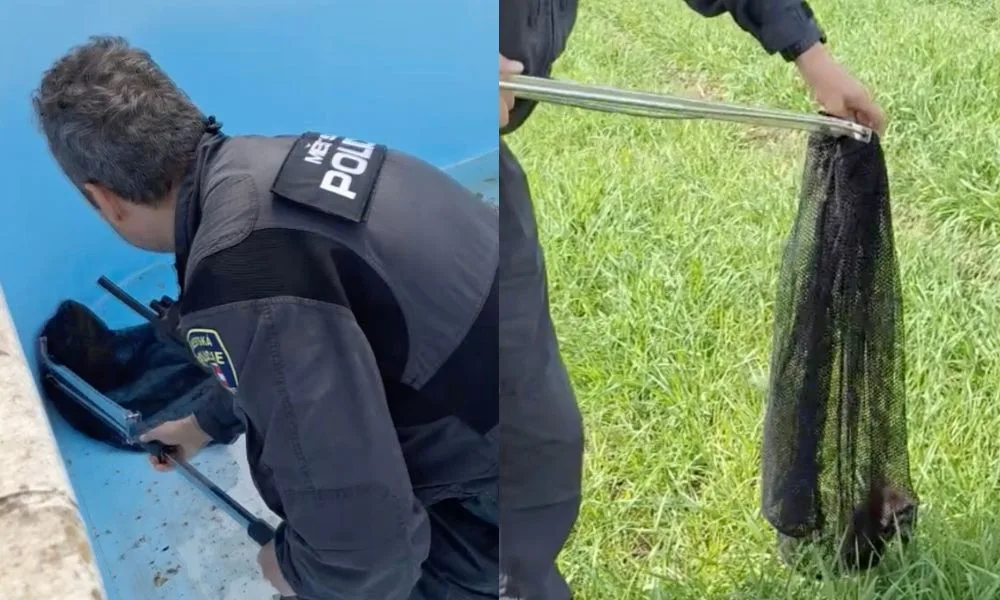 VIDEO: Lidé se báli křečka, který spadl do jejich prázdného bazénu a pak výhružně skákal