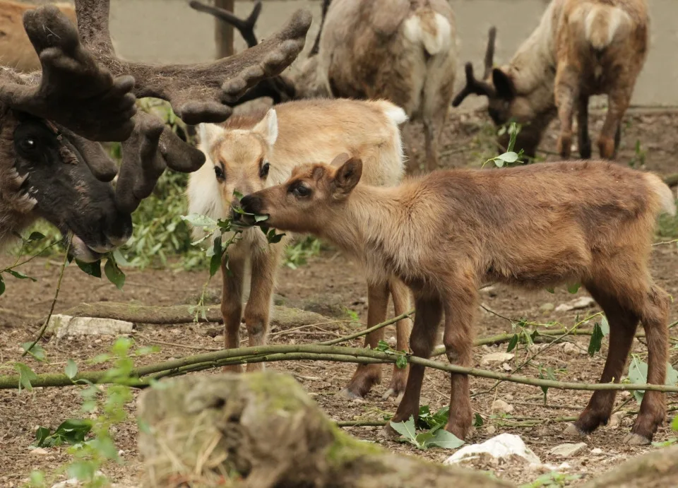 2013-05-19-rangifer-tarandus