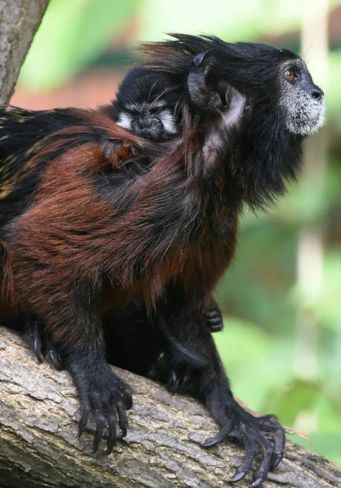 V Zoo Hodonín se narodil první tamarín sedlový. Spatřit ho lze jen se štěstím, rodiče si ho hlídají