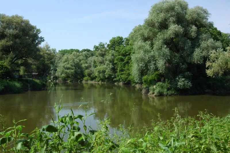 Odborníci chtějí zachránit Moravskou Amazonii. Lesy u Dyje nejspíš budou chráněná krajinná oblast