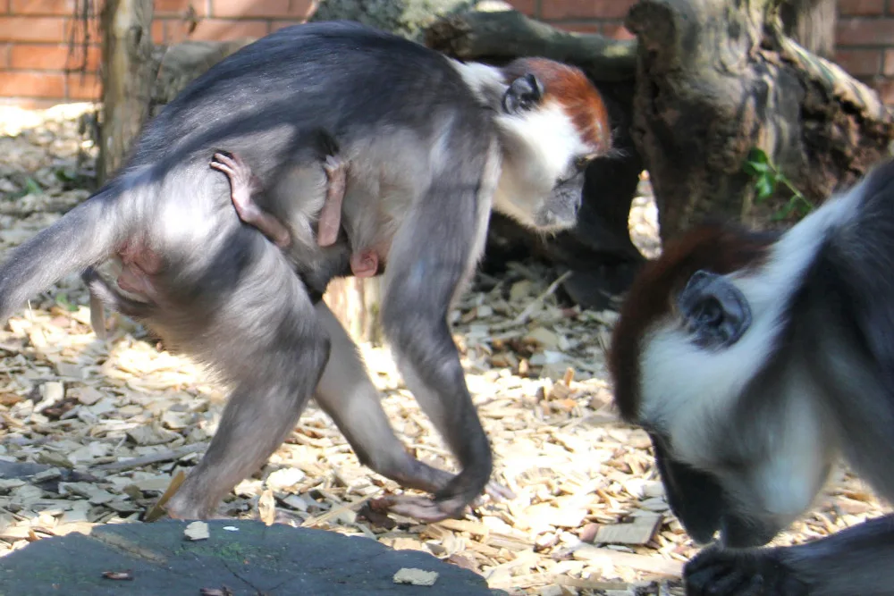 V hodonínské zoo se narodila ohrožená opička