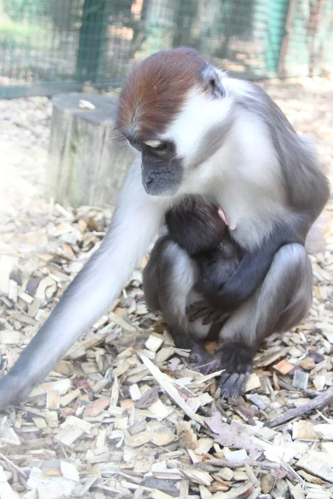 V hodonínské zoo se narodila ohrožená opička