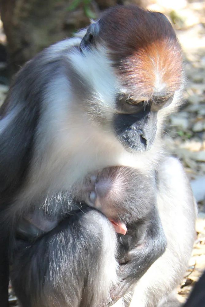 V hodonínské zoo se narodila ohrožená opička