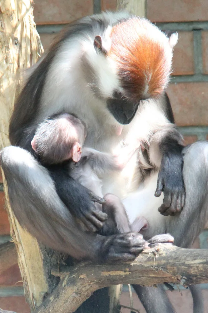 V hodonínské zoo se narodila ohrožená opička