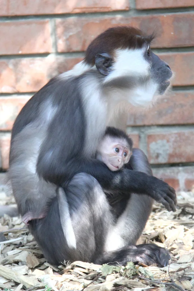 V hodonínské zoo se narodila ohrožená opička