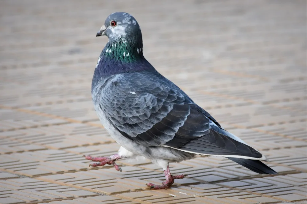 pigeon-2040666_1280