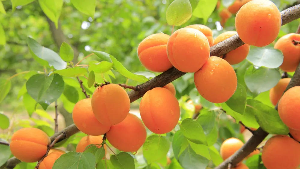 apricots-824626_1280