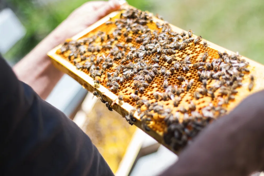 bees-2368228_1280