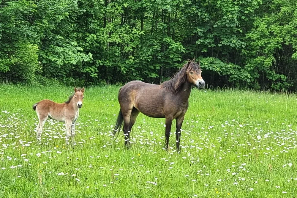 Od Aše po Znojmo. Velcí kopytníci pomáhají v Česku obnovovat krajinu, jedna rezervace je i na jižní Moravě
